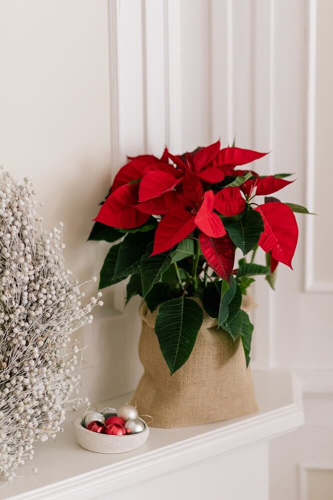 Decoración con planta de navidad 