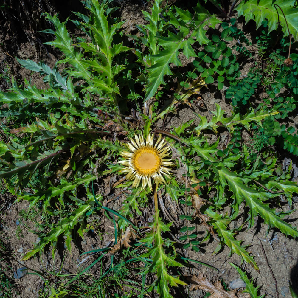 eguzkilore flor campo