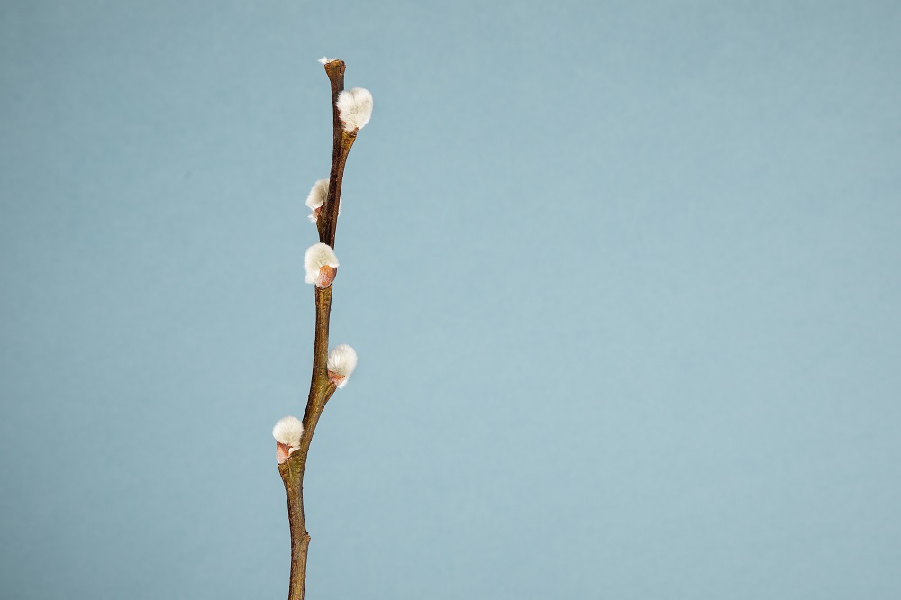 Flores de invierno salix