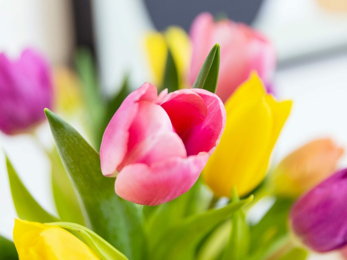 moverse fácilmente Obsesión Significado de los tulipanes según su color | Colvin Blog