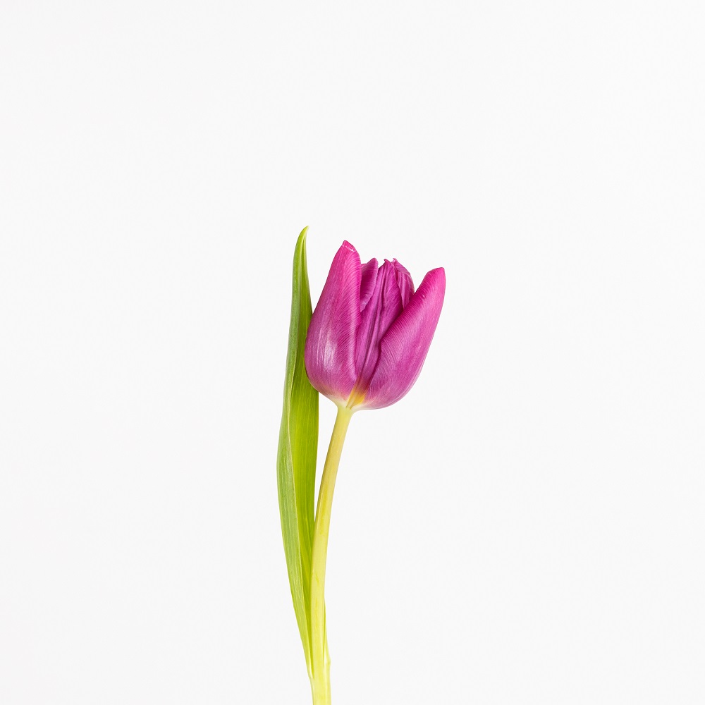 tulipanes violeta 