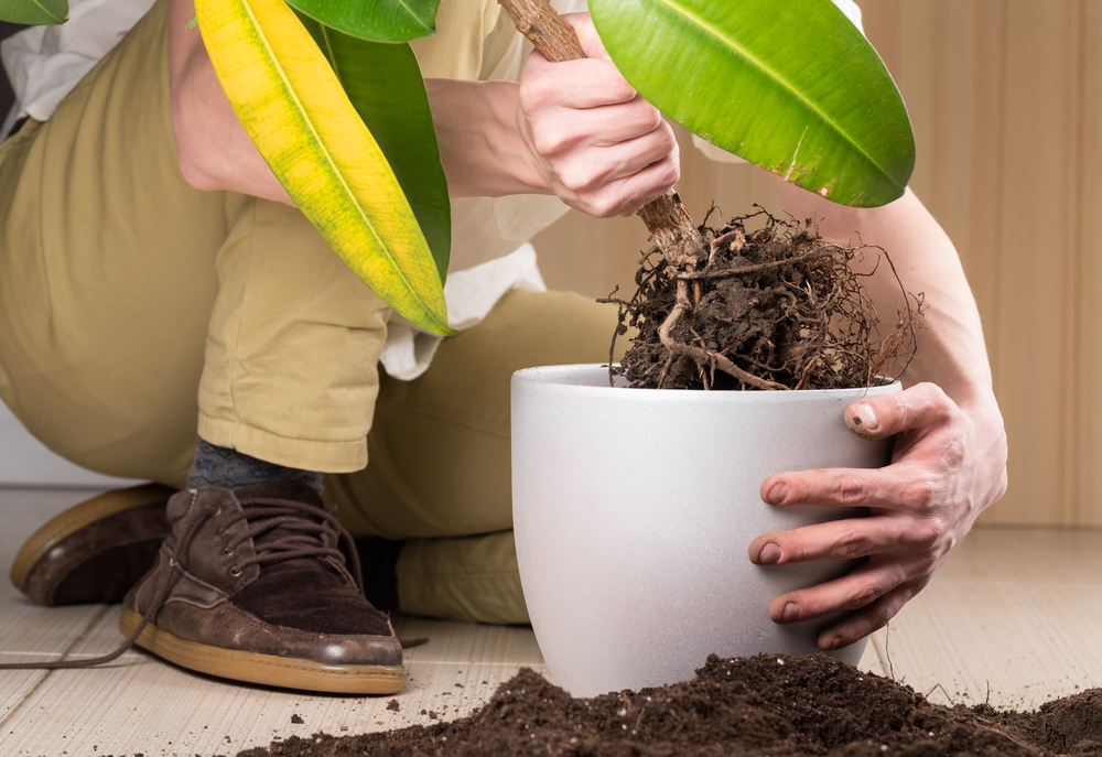 trasplantar plantas raíces