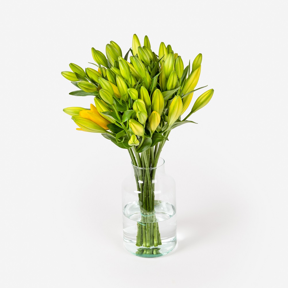 Trucos para que las flores abran un poco más rápido | Colvin Blog