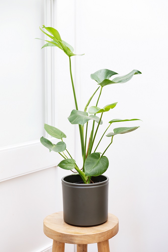 plantas para el baño monstera