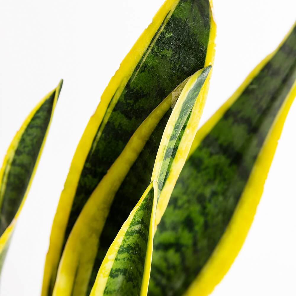 Sansevieria: cuidados de una planta (casi)inmortal