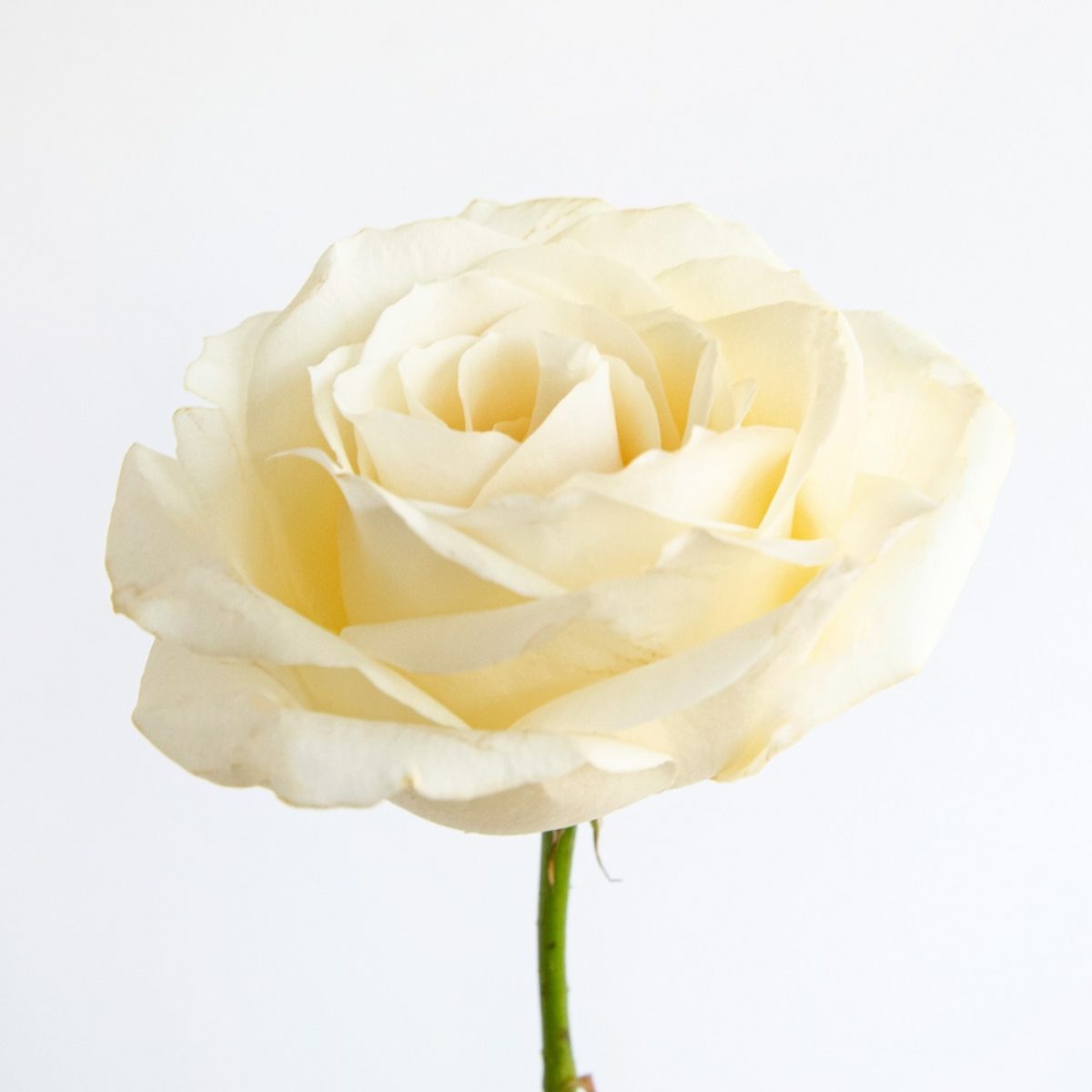 Historia y significado de las rosas blancas | Colvin Blog