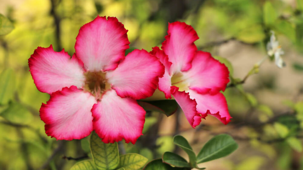 Rosa del desierto: descubre esta increíble flor | Colvin Blog Rosa del desierto: descubre esta increíble flor | Colvin Blog