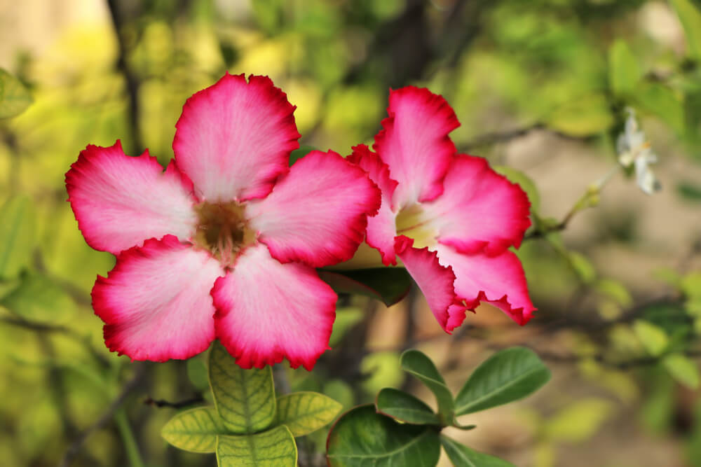 Rosa Del Desierto Descubre Esta Increible Flor Blog Colvin