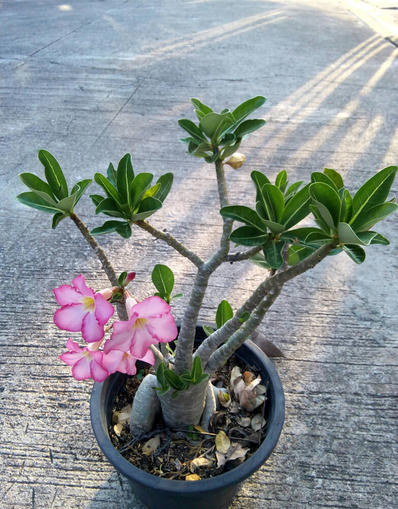 Barricada Marte al límite Rosa del desierto: descubre esta increíble flor | Colvin Blog