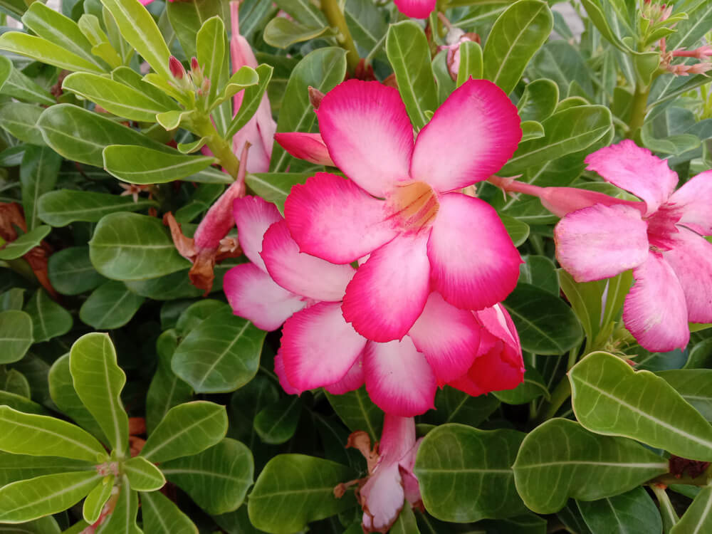 rosa del desierto en jardín 