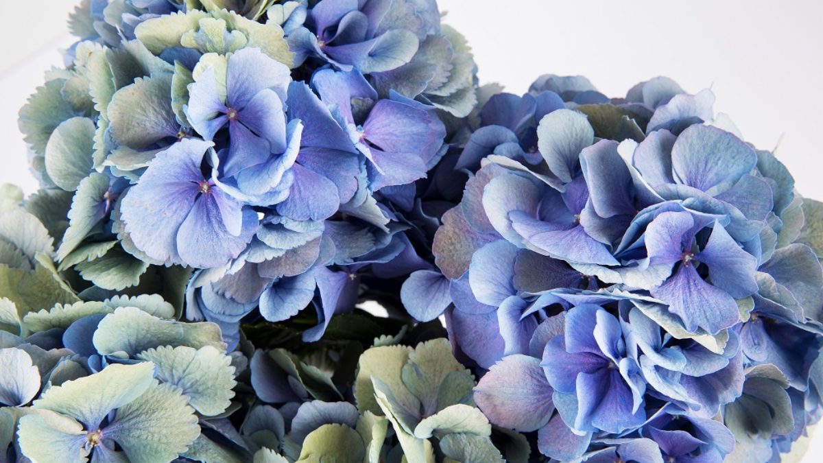 Conoce a las 5 flores azules por excelencia | Colvin Blog