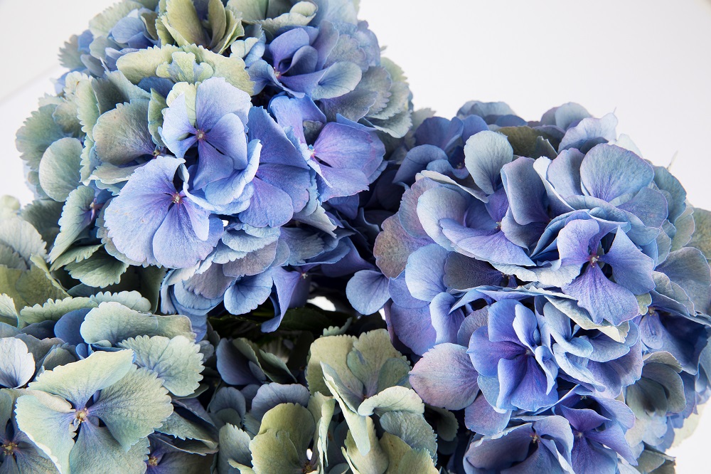 Conoce a las 5 flores azules por excelencia | Colvin Blog