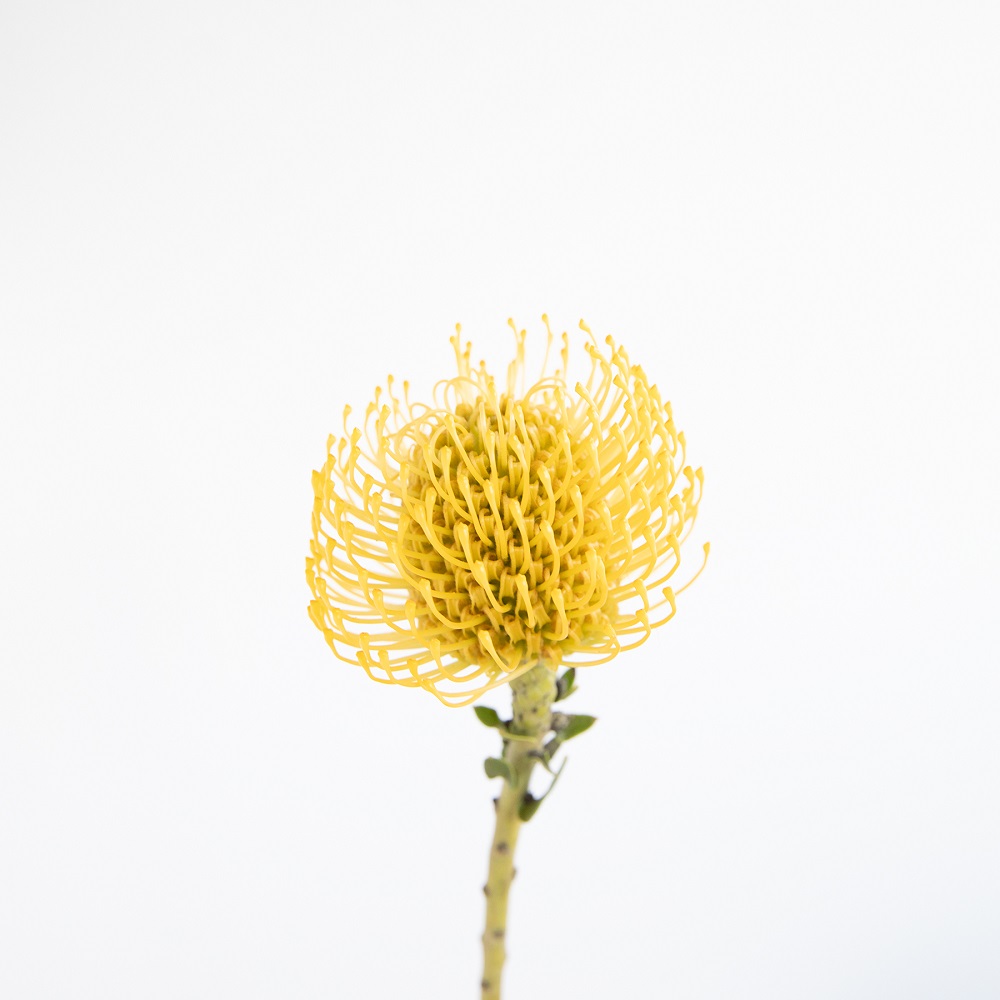 leucospermum amarilla