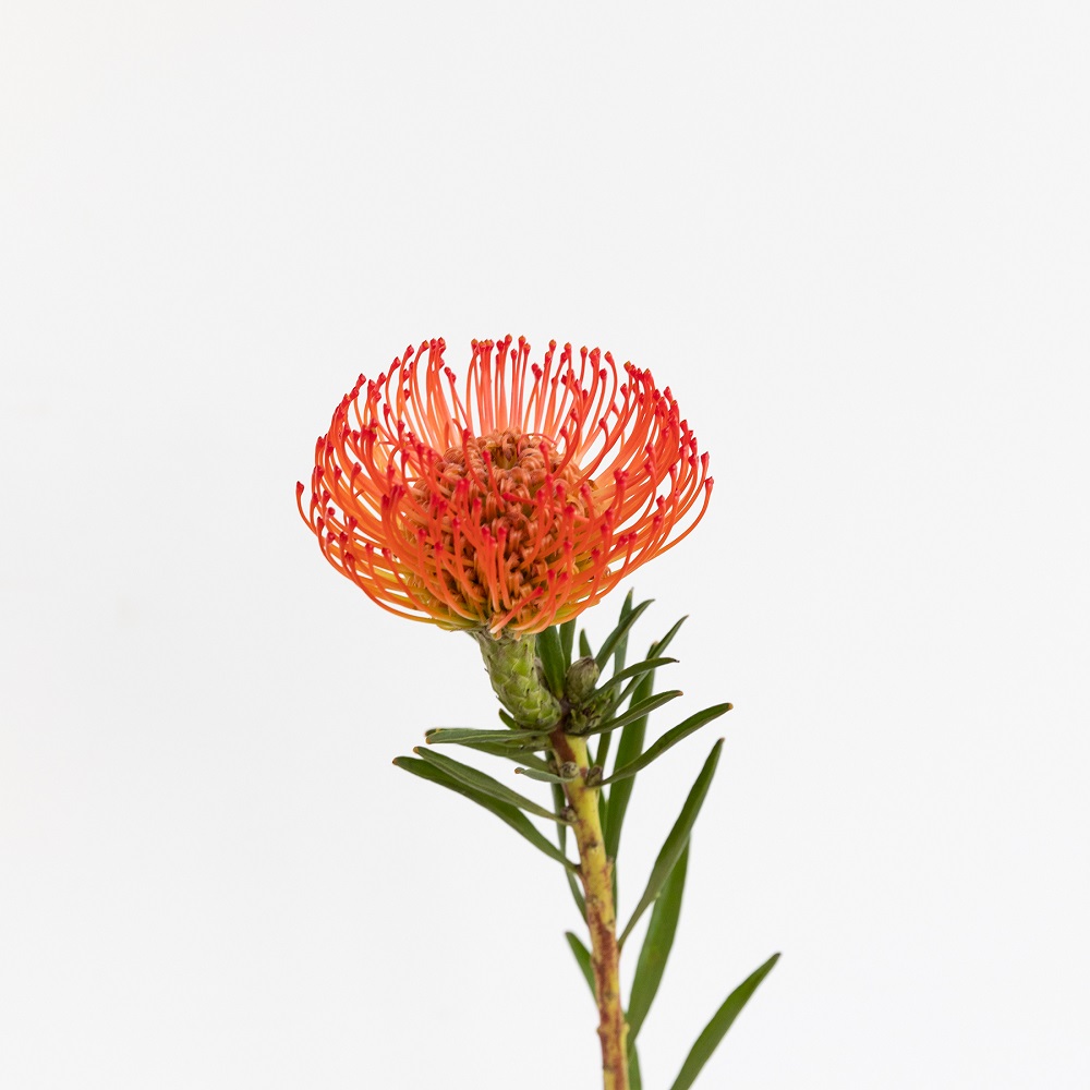 leucospermum naranja