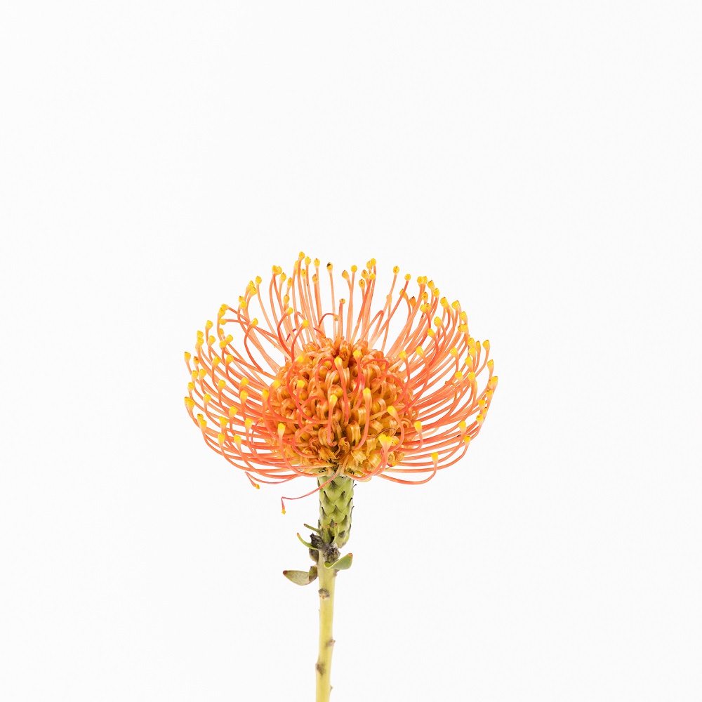 leucospermum