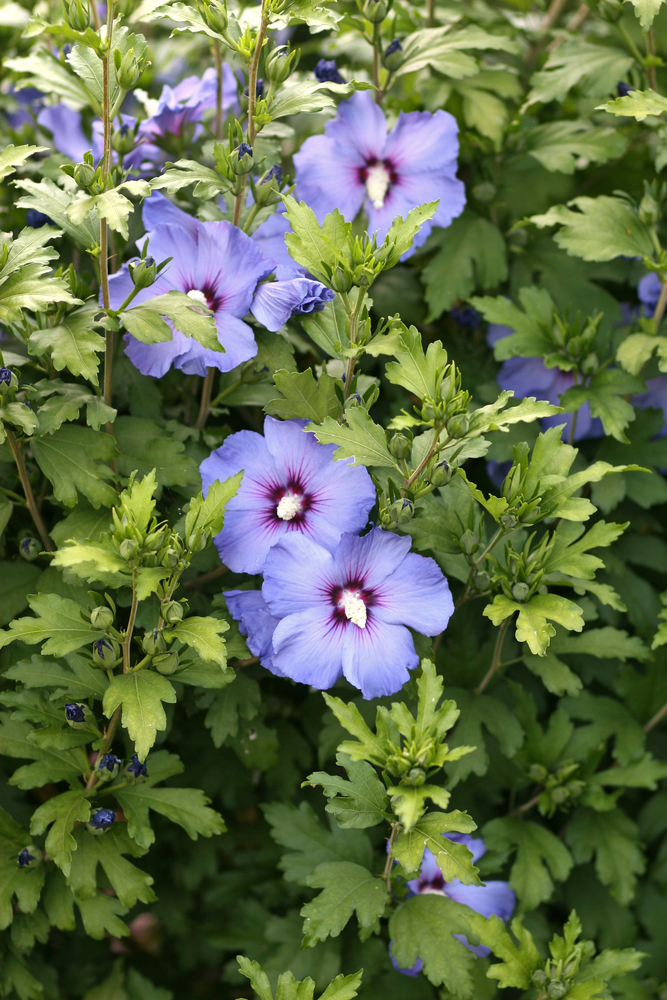 Conoce a las 5 flores azules por excelencia | Blog Colvin