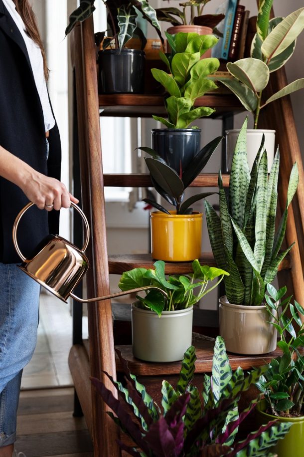 Plantas que necesitan poco riego Blog Colvin Plantas que necesitan poco riego Blog Colvin