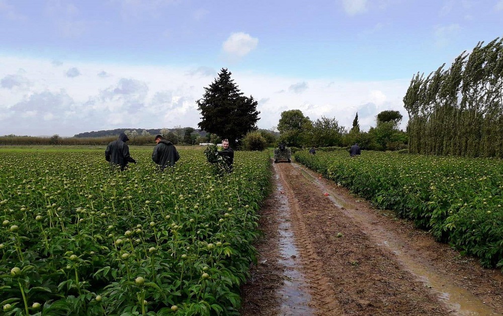 cultivo de las peonías