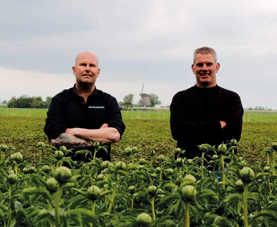 El cultivo de las peonías: Conoce a los agricultores detrás de las flores más populares