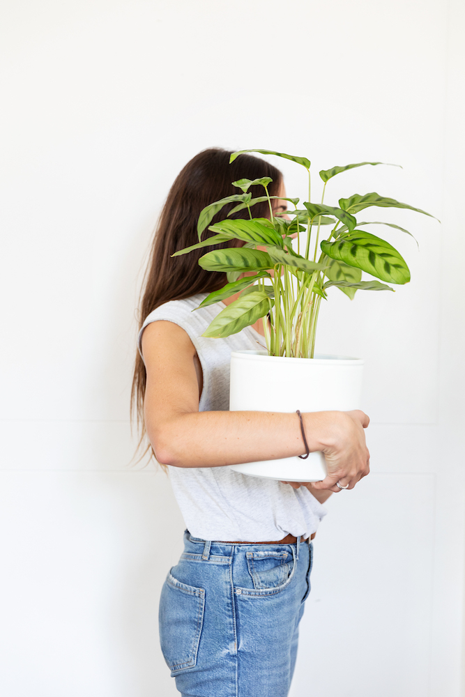 plantas de moda