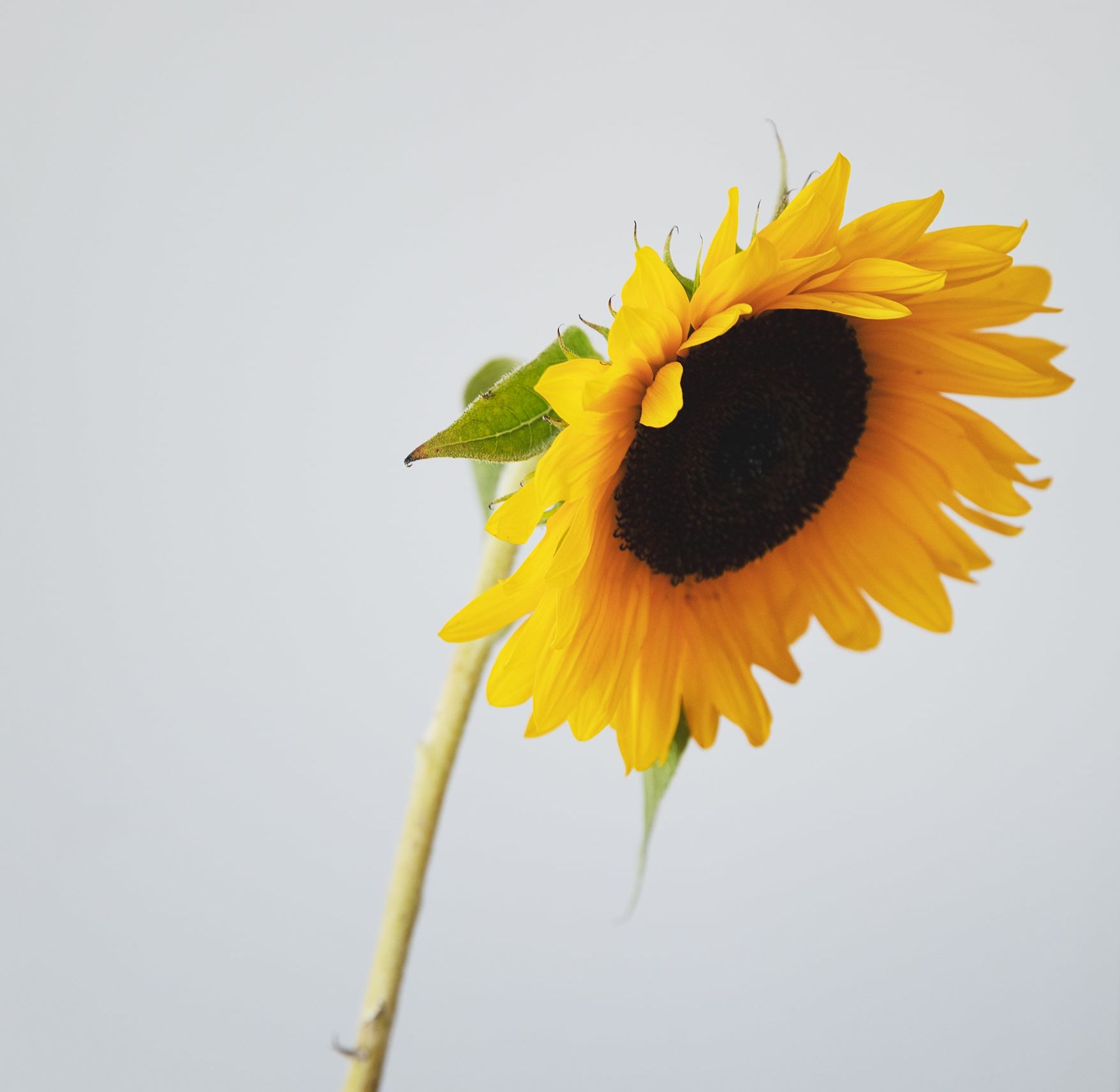 Curiosidades sobre los girasoles | Colvin Blog