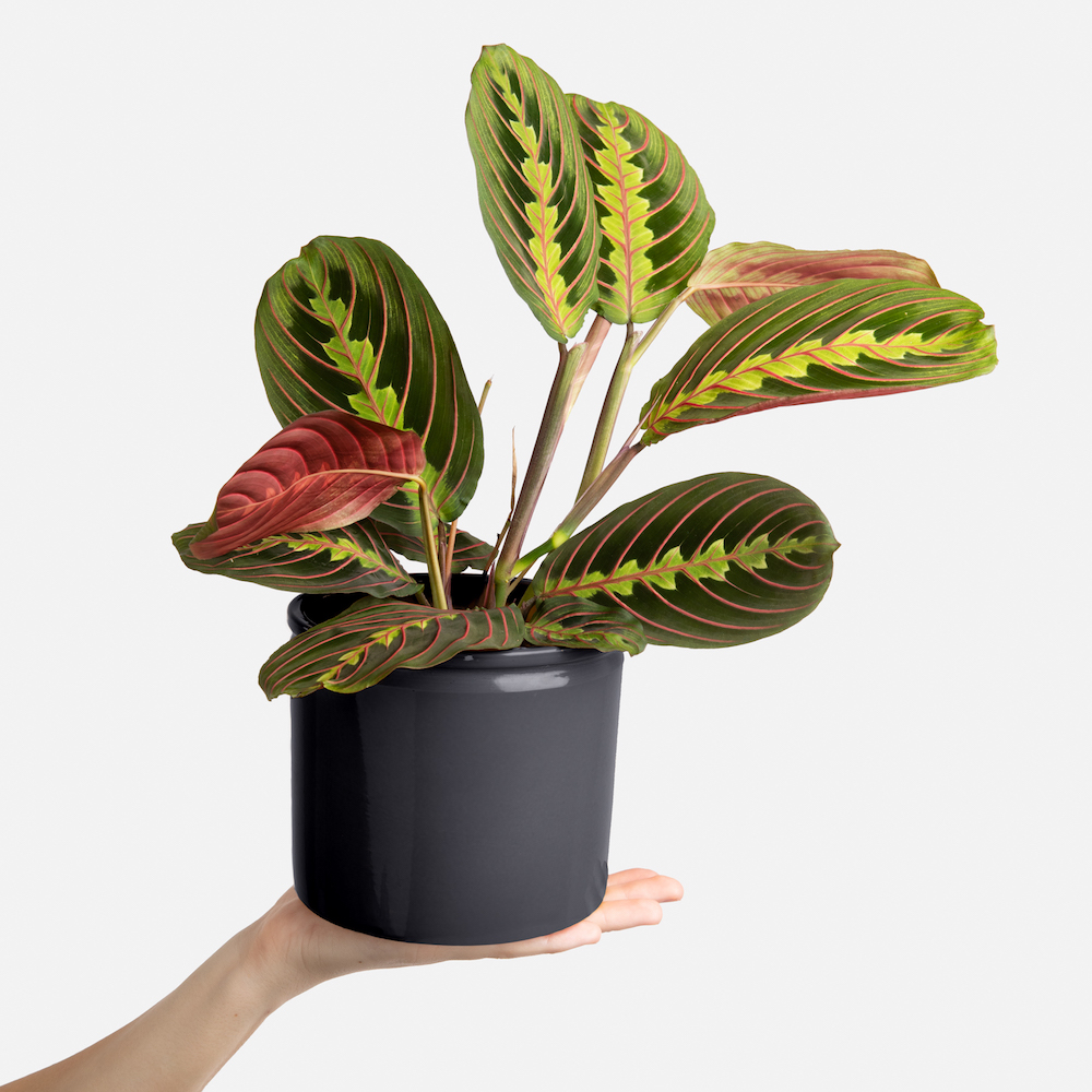 maranta tricolor planta