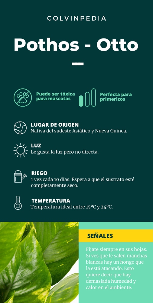 Infografía de los cuidados del pothos