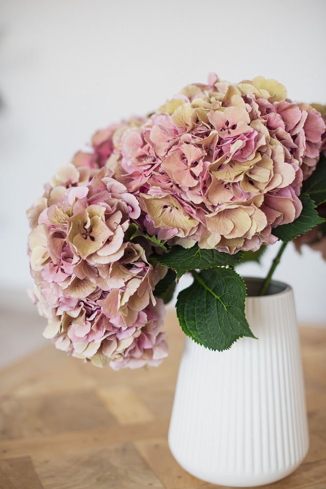 hortensias rosas