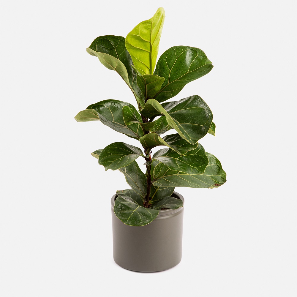 ficus lyrata grande