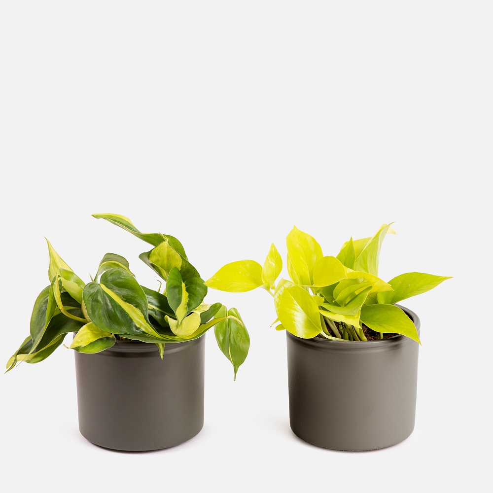 Neon Pothos y el Philodendron Brazil duo