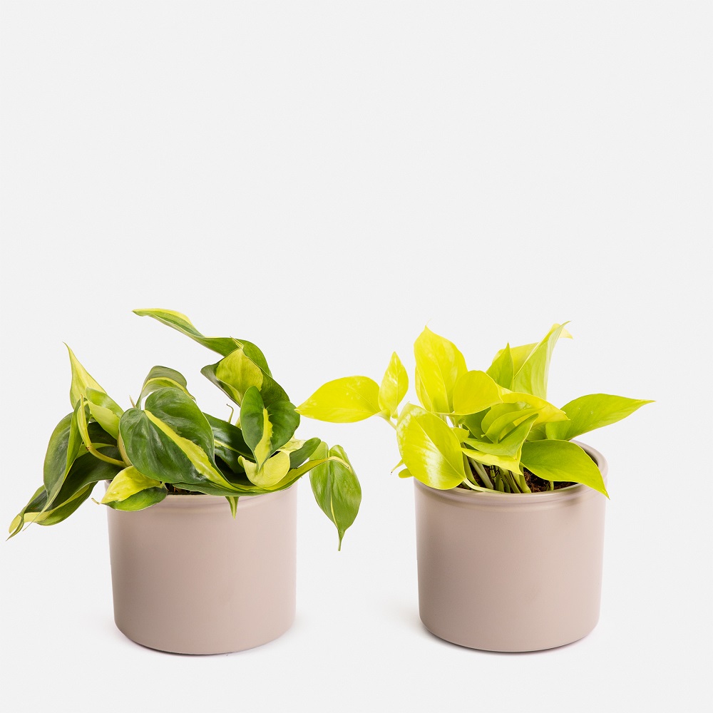 Neon Pothos y el Philodendron Brazil