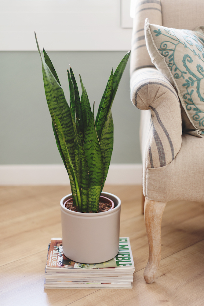 plantas que necesitan poca luz - sansevieria