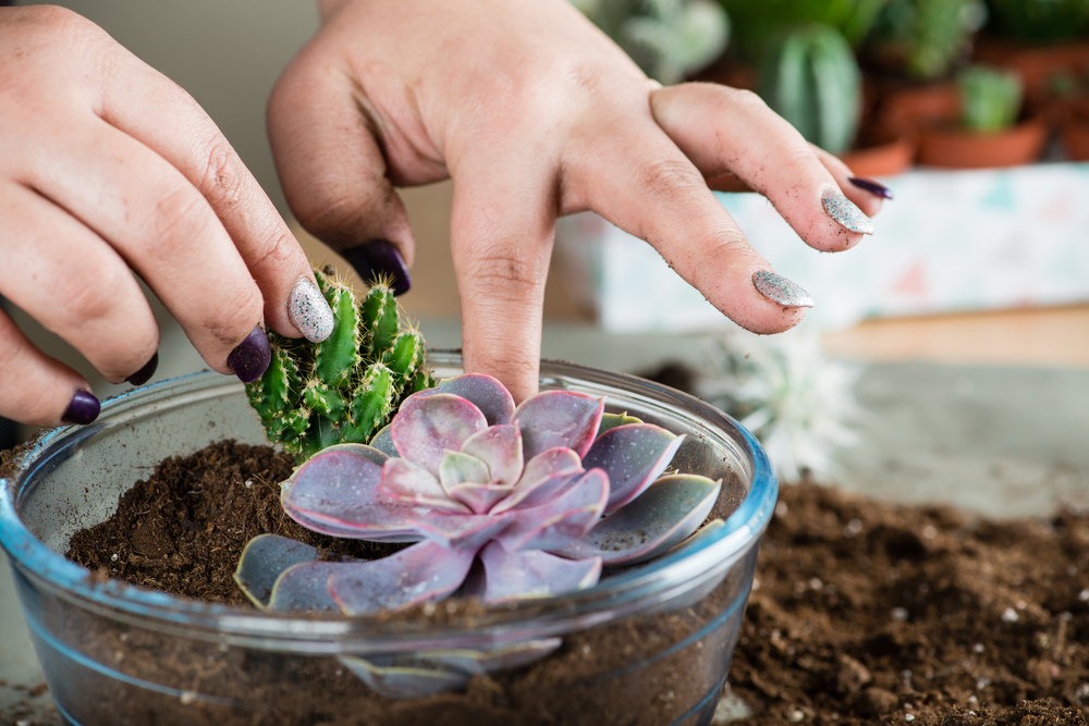 terrario de plantas tutorial