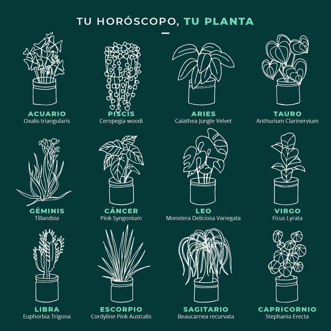 plantas según tu signo
