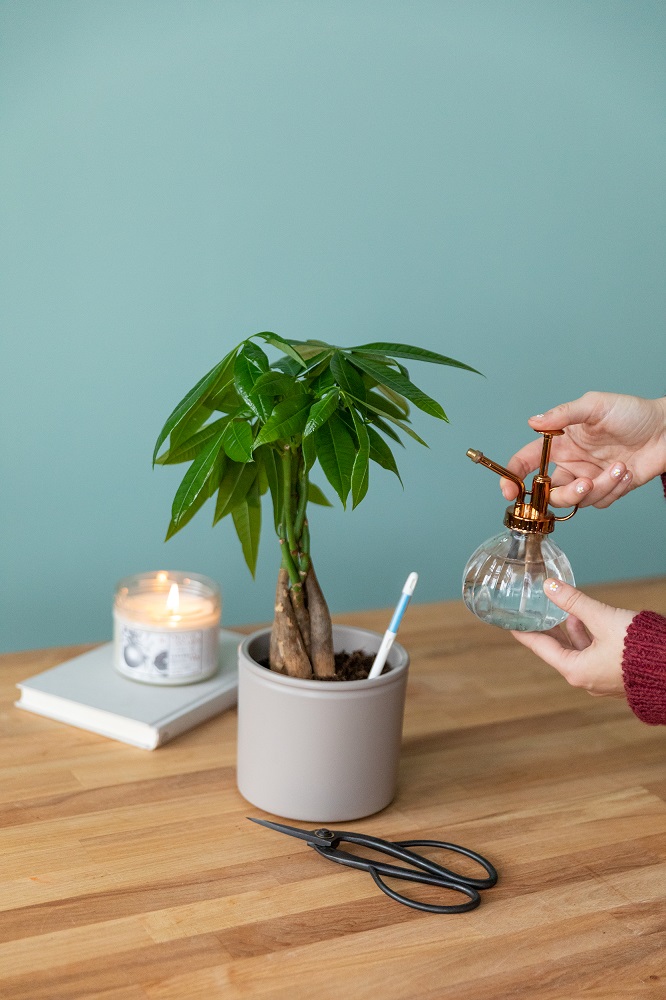 plantas de invierno riego y pulverización