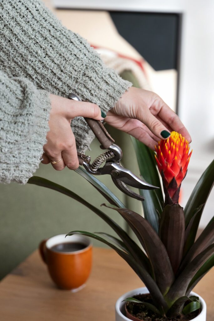 ¿Preparadx para darle mimos a tu Guzmania Tala o Bromelia?