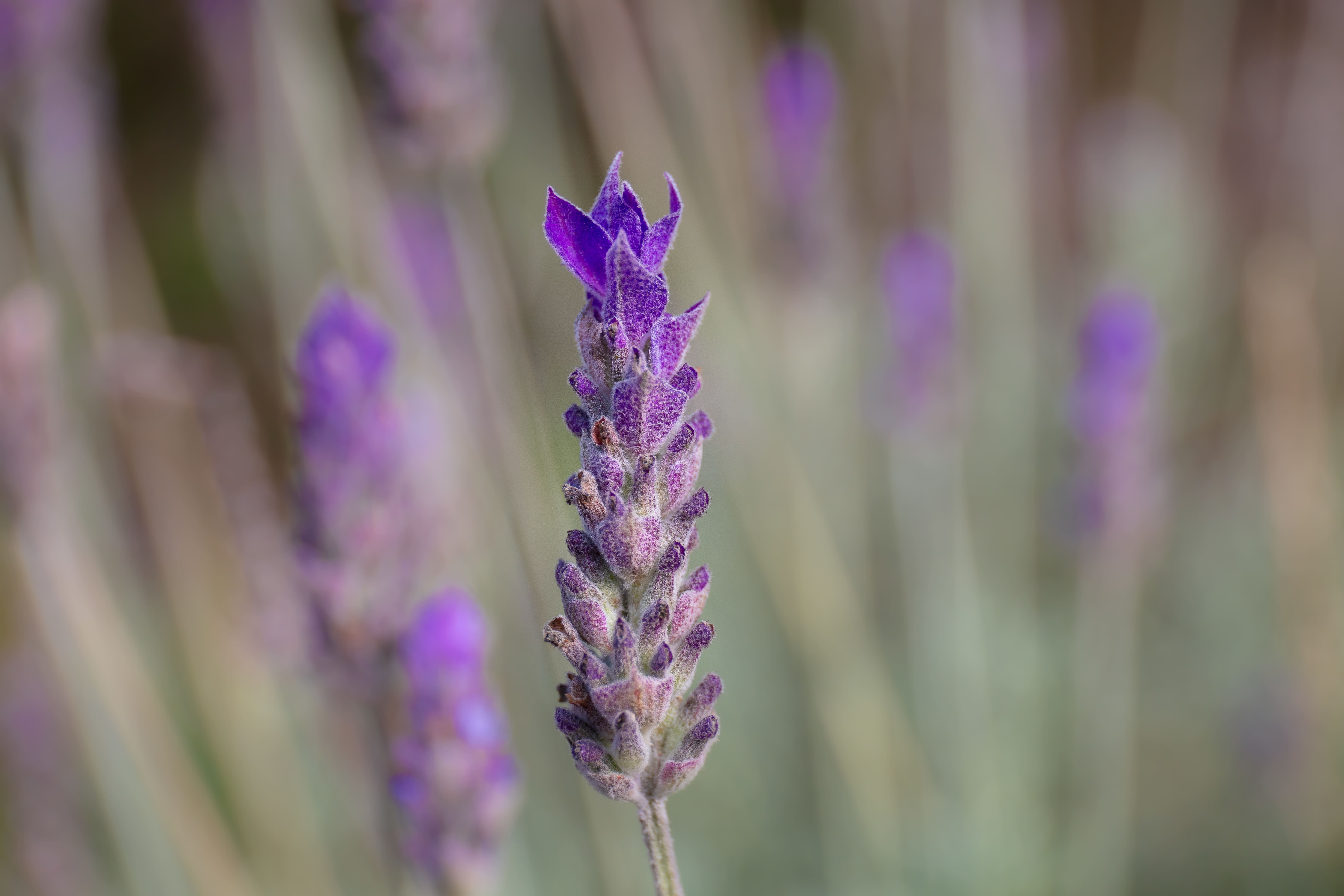 lavanda - plantas resistentes al frío