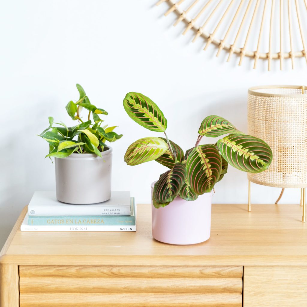 packs-de-plantas-maranta-philodendron