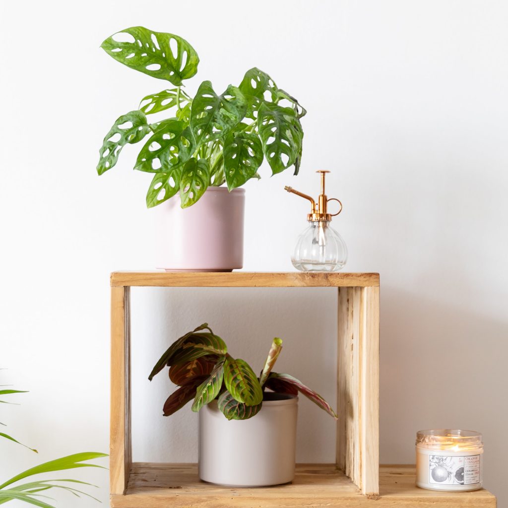 packs-de-plantas-monstera-maranta