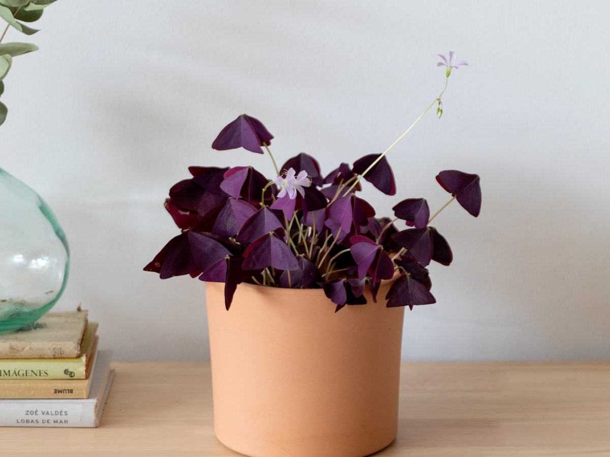 Oxalis triangularis: Cuidados y consejos para que viva super feliz | Blog Colvin Oxalis triangularis: Cuidados y consejos para que viva super feliz | Blog Colvin