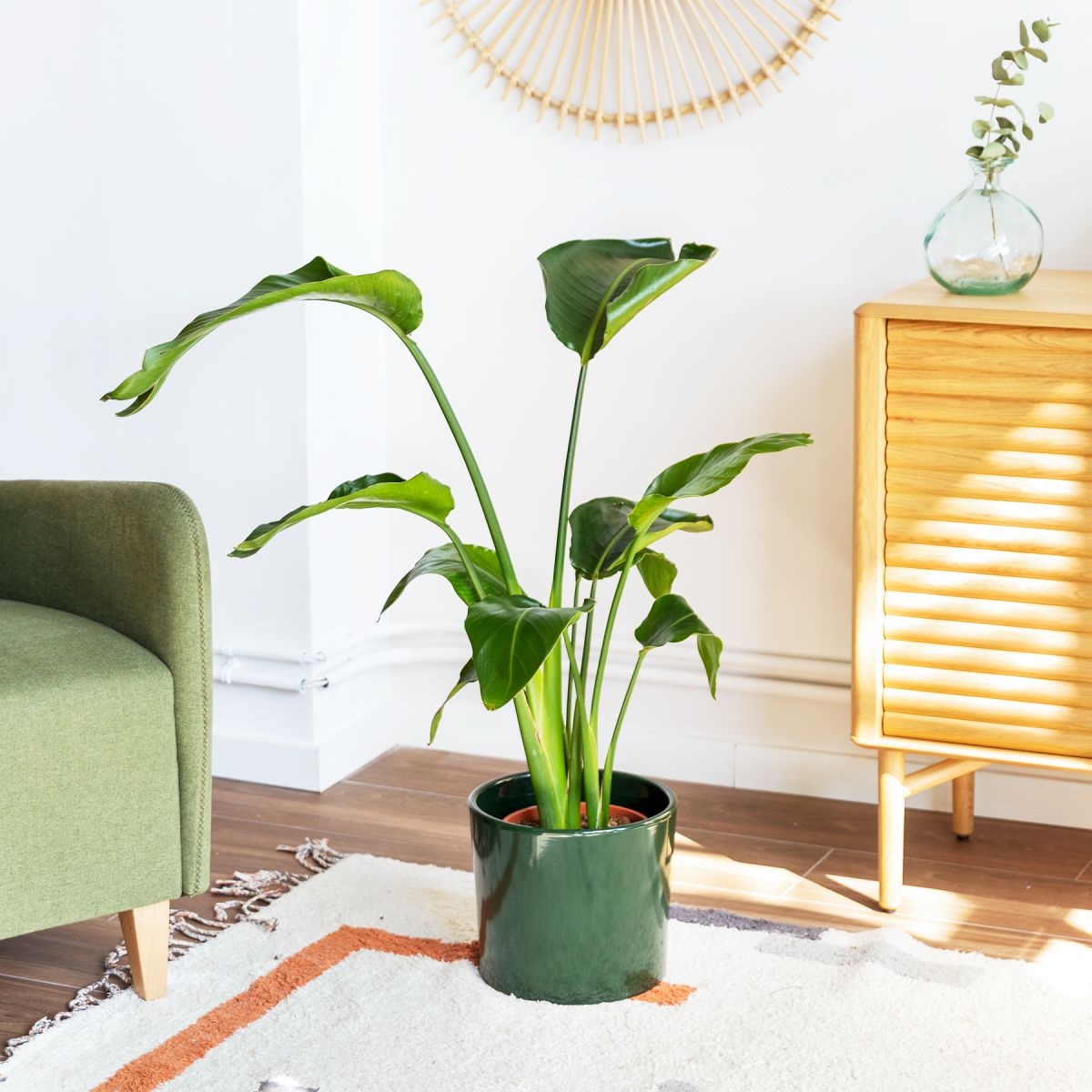 Plantas grandes? Conoce nuestras plantas XL | Blog Colvin