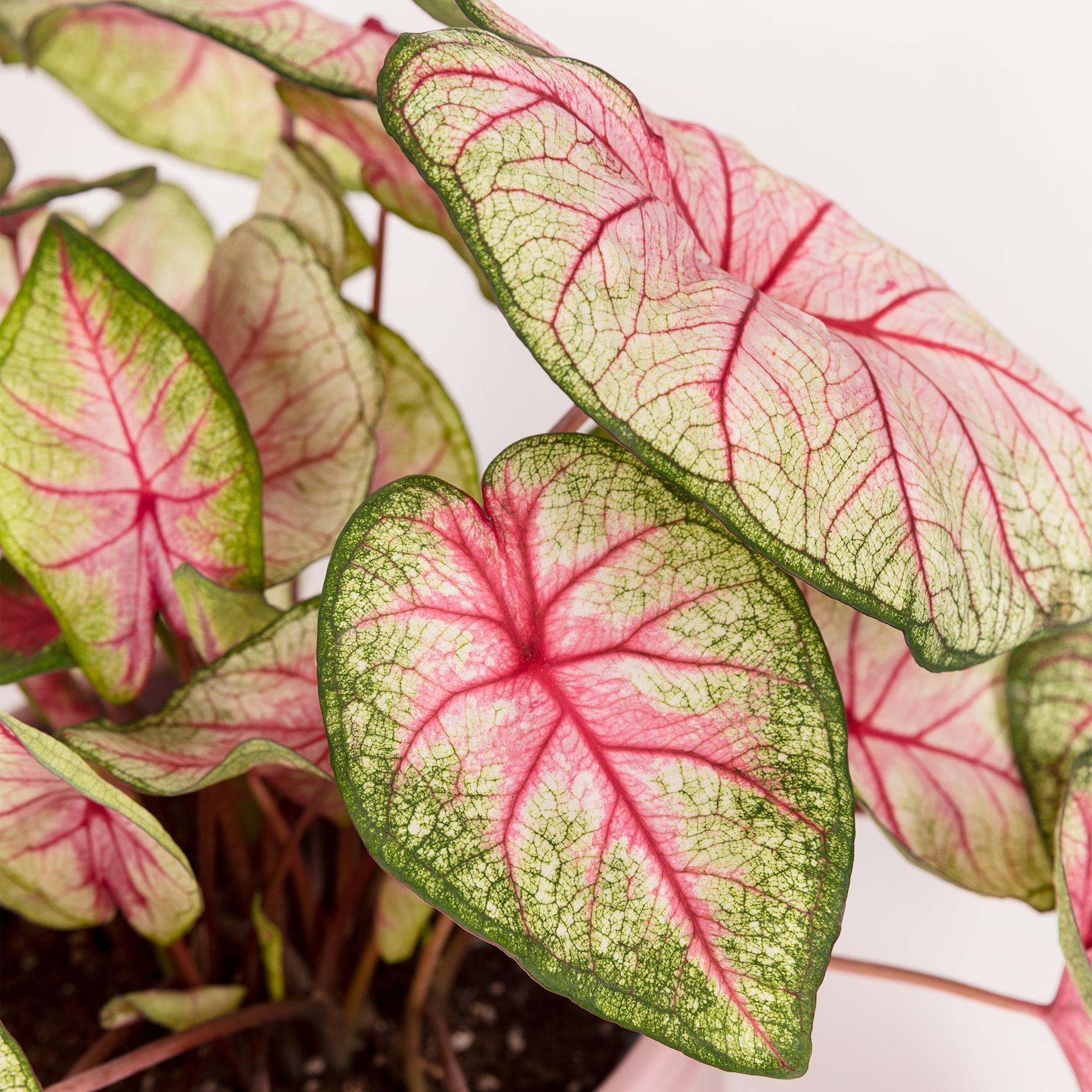 caladium planta