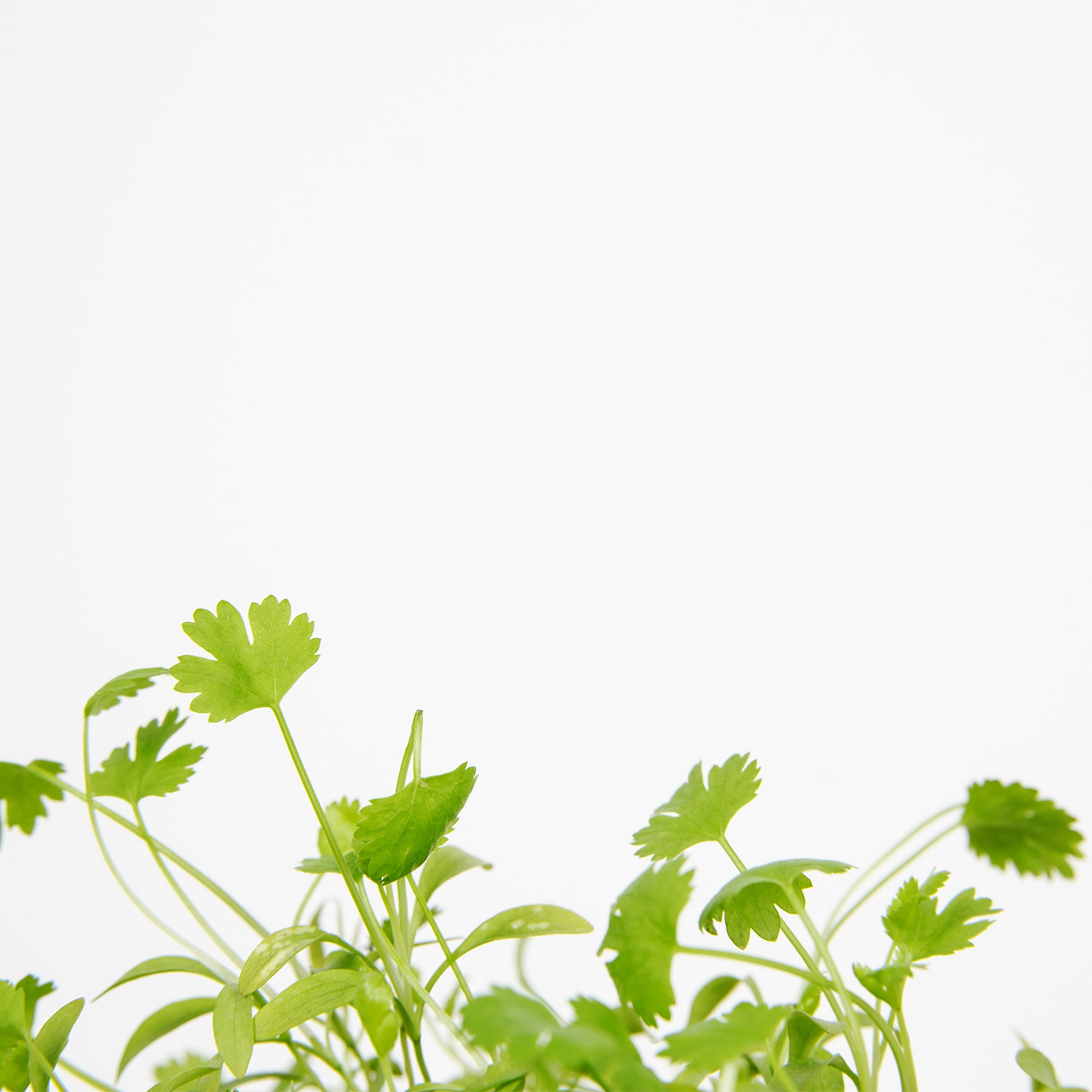 cilantro planta
