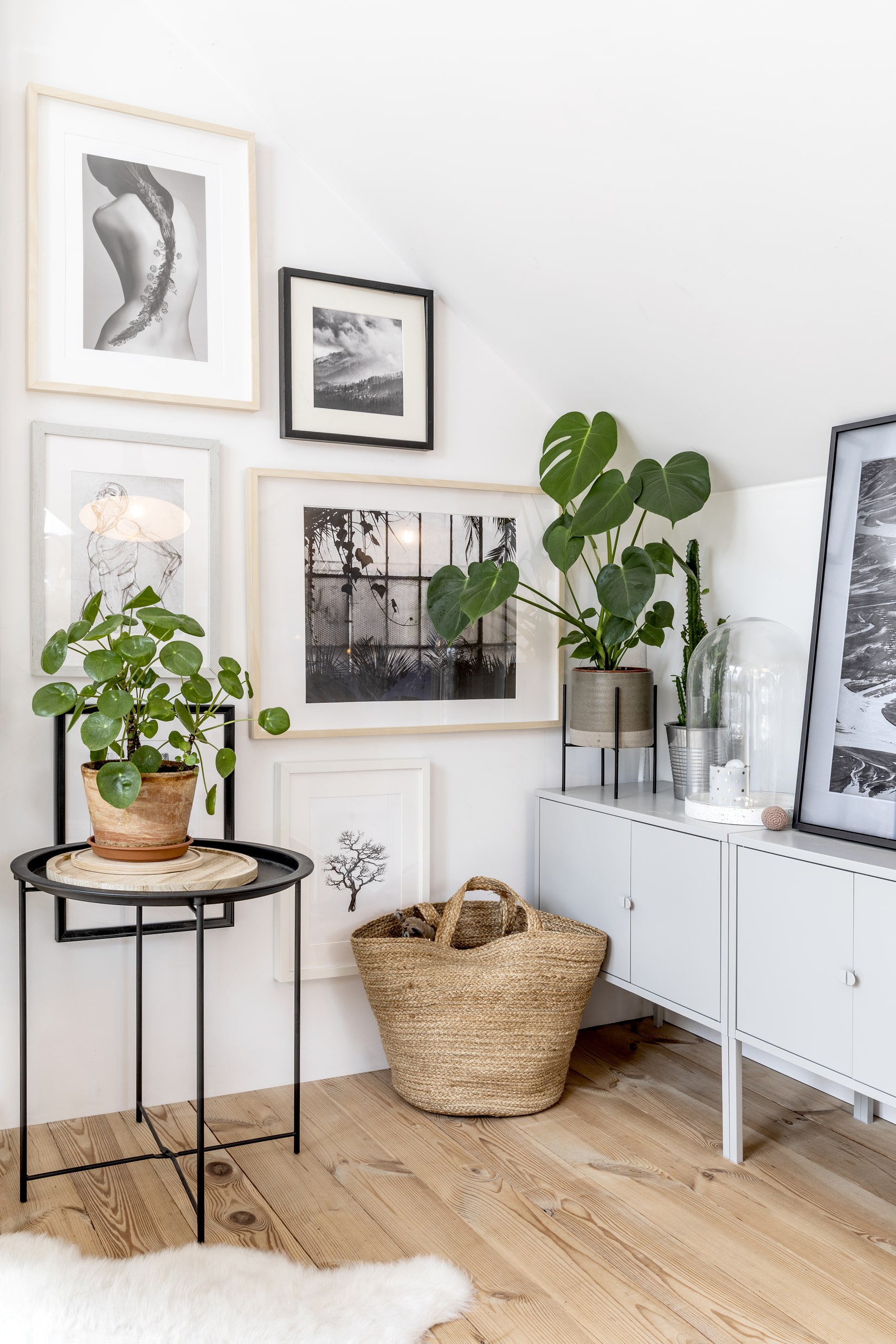 Plantas y macetas para decorar la habitación