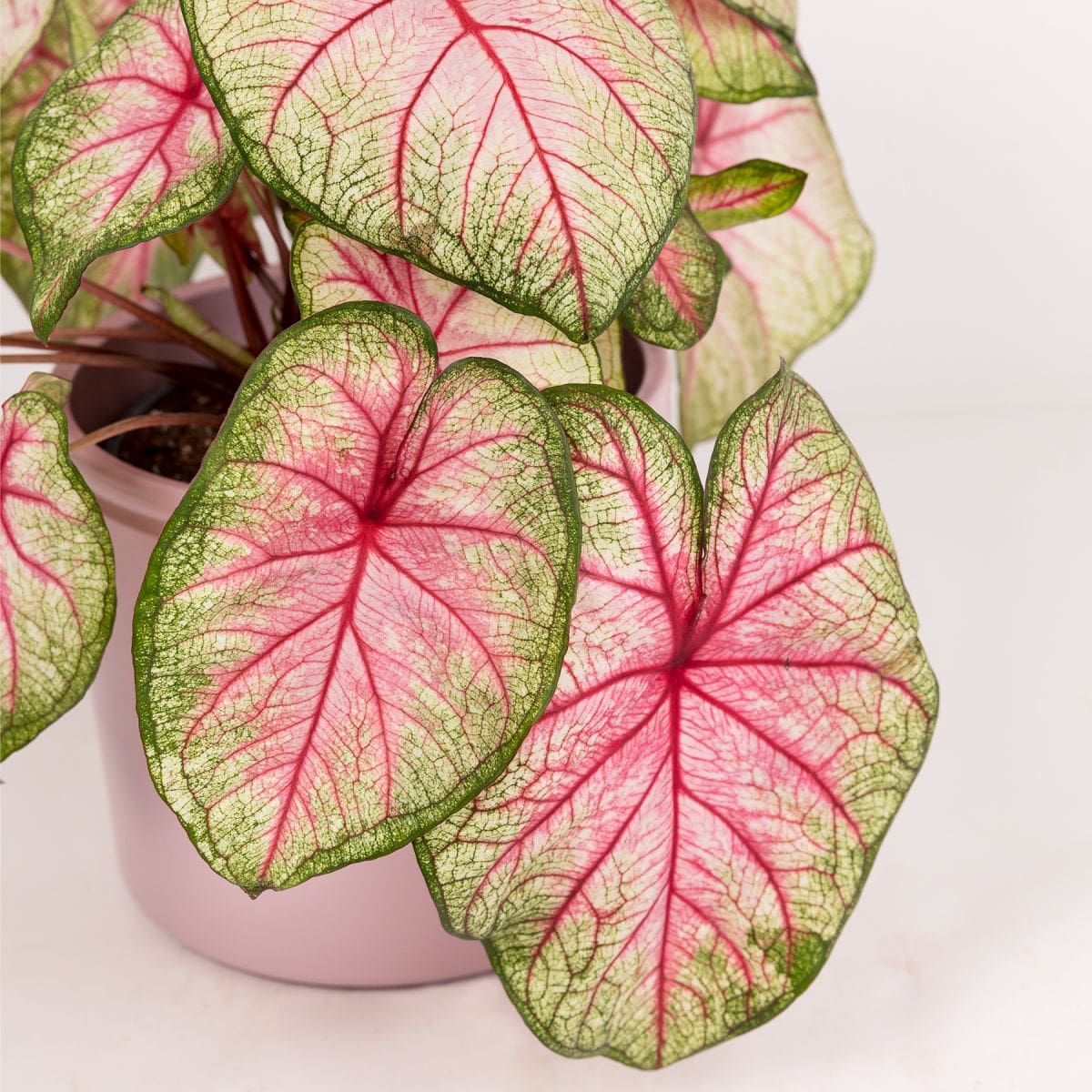 caladium summer breeze