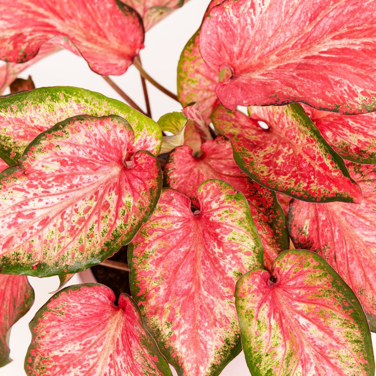 caladium heart and soul