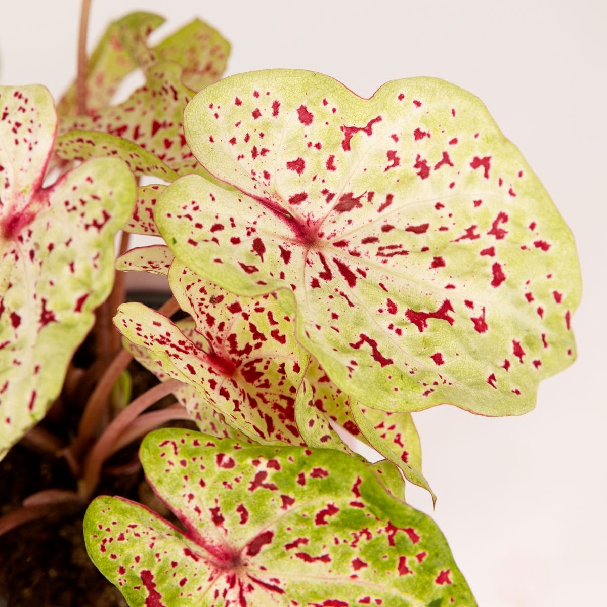 variedades de caladium