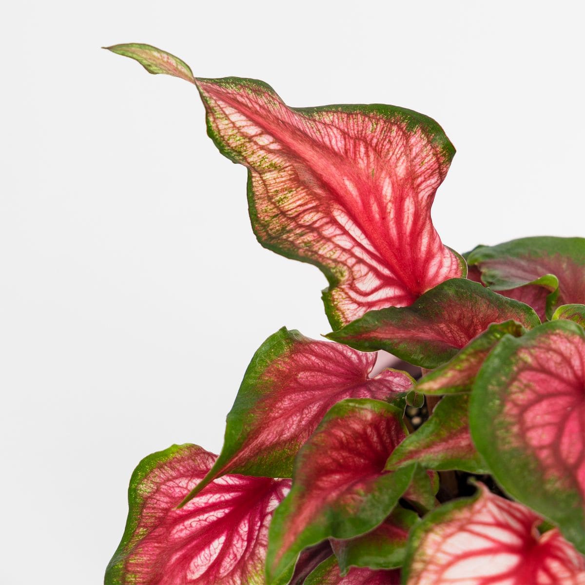 caladium sweet heart