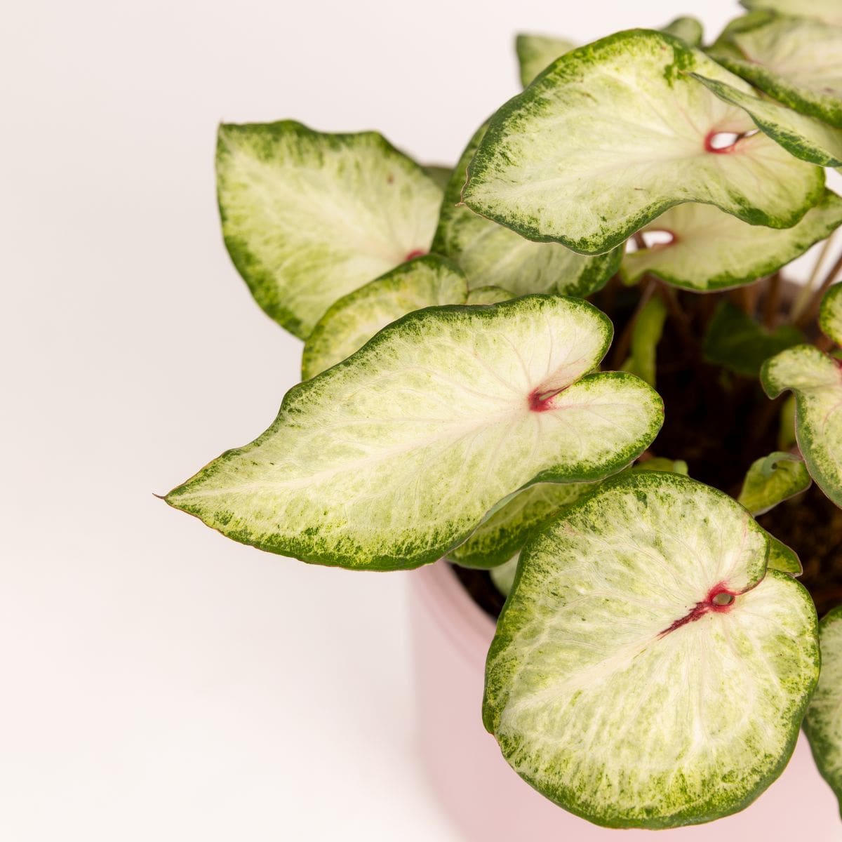 caladium white delight