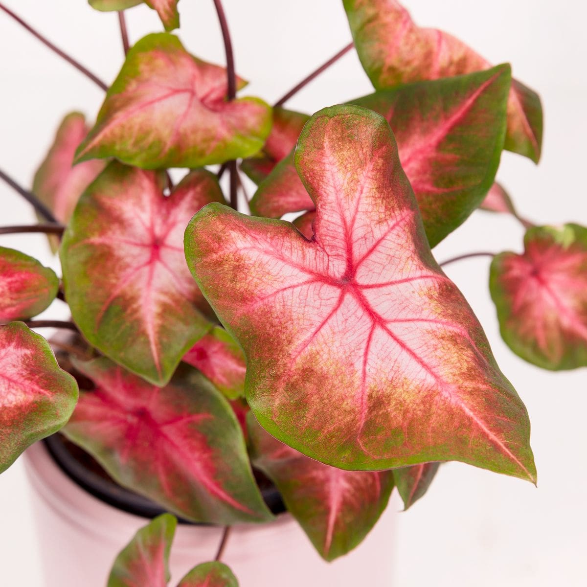 caladium splash